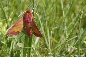 Sphinx de la vigne (Deilephila elpenor) : Jean-Pierre TROUILLAS