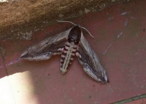 Sphinx du Troène Sphinx ligustri (Marie Malbos)