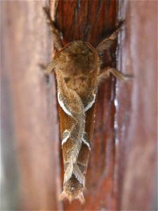 Sylvine Triodia sylvina (Michèle Carré)