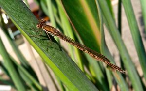 Leste brun ou Brunette hivernale (Sympecma fusca) : Francis BURST