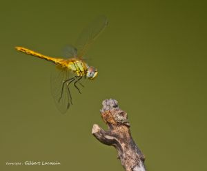 Sympétrum de Fonscolombe (Sympetrum fonscolombii) : Gilbert Lacassin