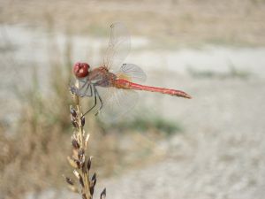 Sympétrum de Fonscolombe (Sympetrum fonscolombii) : Daniel Bizet