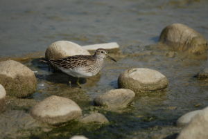 Bécasseau tacheté Calidris melanotos(Thomas Blanchon)