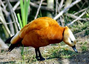 Tadorne casarca Tadorna ferruginea (Francis Pelissier)