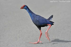 Talève sultane Porphyrio porphyrio (Jean-Pierre Trouillas)