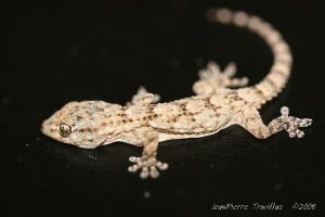 Tarente de Maurétanie (Tarentola mauritanica) : Jean-Pierre TROUILLAS