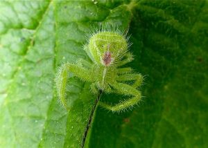 Thomise hirsute (Heriaeus hirtus) : Michèle Carré