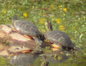 Tortue "de Floride" (Trachemys scripta) : Philippe LAVAUX