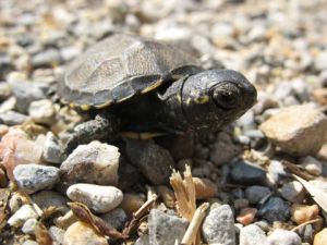 Cistude d'Europe (Emys orbicularis) : Serge CHARRA