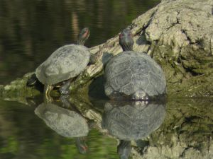 Tortue "de Floride" (Trachemys scripta) : Didier DAYCARD