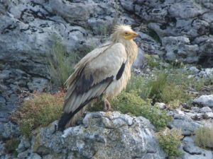 Vautour Percnoptere Neophron percnopterus (Bérenger Remy)