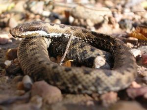 Vipère aspic (Vipera aspis) : Pierre SORAIS