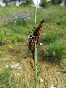 Zygène cendrée (Zygaena rhadamanthus) : Mathis CELLIER