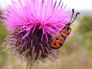 Zygène de la petite Coronille Zygaena fausta (Michèle Carré) (Philippe Lavaux)