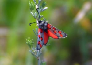 Zygène cendrée Zygaena rhadamanthus (Karline MARTORELL-BAUDIN) : à Saint-Chaptes