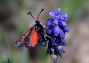 Zygène cendrée Zygaena rhadamanthus (Karline MARTORELL-BAUDIN)