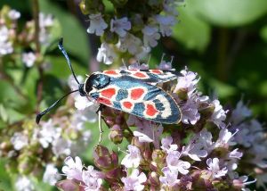 Zygène d'Occitanie Zygaena occitanica (Daniel BIZET)