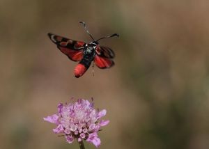 Zygène d'Occitanie Zygaena occitanica (Marie-José VALERO)