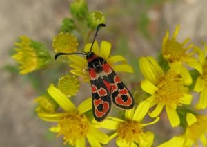 Zygène de la petite Coronille Zygaena fausta (Michèle Carré)