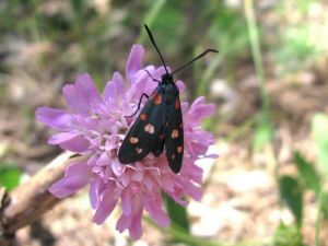 Zygène de la Coronille Zygaena ephialtes (Michèle Carré)