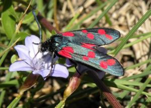 Zygène de la Filipendule Zygaena filipendulae (Daniel BIZET)