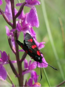 Zygène de la filipendule Zygaena filipendulae (Michèle Carré)