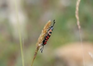 Zygène du sainfoin Zygaena carniolica (Daniel BIZET) :