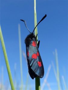 Zygène des prés Zygaena trifolii (Michèle Carré)