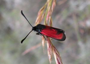 Zygène des garrigues  Zygaena erythrus (Daniel BIZET)