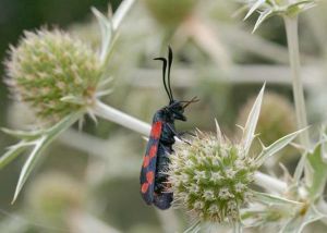 Zygene indéterminée Zygaena sp. (Philippe LAVAUX)