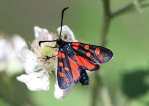 Zygènee transalpine Zygaena transalpina (Marie-José VALERO)