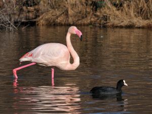 Flamant rose Phoenicopterus roseus (Christophe Grousset)