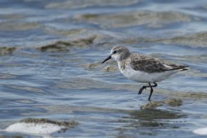 Bécasseau minute Calidris minuta (Jean-Claude Wolles) 