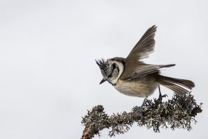 Mésange huppée (Lophophanes cristatus) : Christophe Dhéry