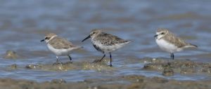 Bécasseau minute Calidris minuta (Jean-Claude Wolles)