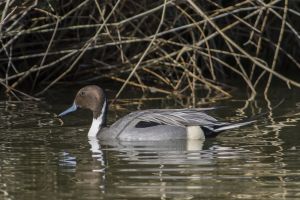 Canard pilet Anas acuta (Christophe Dhéry)