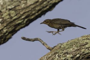 Merle noir Turdus merula (Christophe Dhéry)