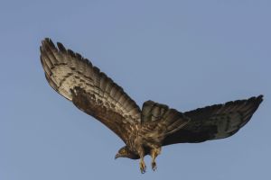 Bondrée apivore Pernis apivorus (Christophe Dhéry)