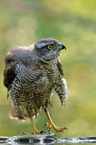 Autour des palombes Accipiter gentilis (Yves pimont)