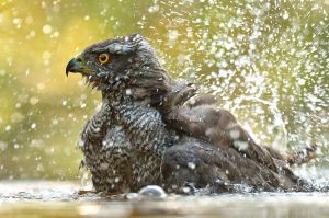 Autour des palombes Accipiter gentilis (Yves pimont)