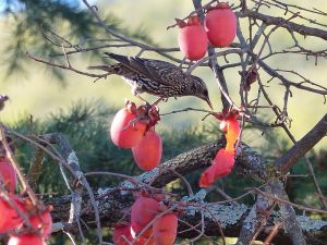 Etourneau sansonnet Sturnus vulgaris (Eveline Rabaud)