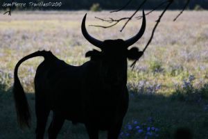 Taureau camarguais : Jean-Pierre Trouillas