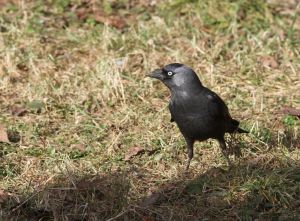 Choucas des tours Corvus monedula  (Marie-José Valéro)