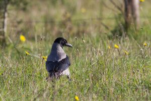 Corneille mantelée Corvus cornix (Marie-José Valéro)