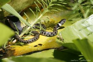 Couleuvre à collier (Natrix natrix) : Jean-Pierre TROUILLAS