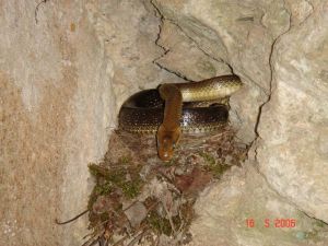 Couleuvre d'Esculape (Zamenis longissimus) : Jean DEMOLDER