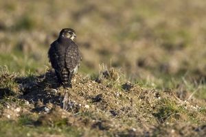 Faucon émerillon Falco columbarius (Alain Balthazard)  