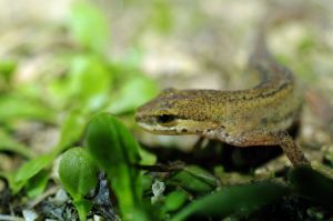 Triton palmé (Lissotriton helveticus) : Cyrille SABRAN