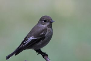 Gobemouche noir Ficedula hypoleuca (Marie-José Valéro)