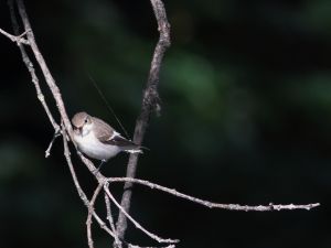 Gobemouche noir Ficedula hypoleuca (Marie-José Valéro)